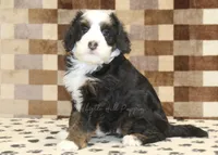 Leo, a male Miniature Bernedoodle for sale in Denver, PA – Photo 4 of 4