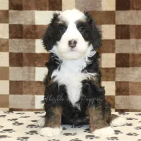 Leo, a male Miniature Bernedoodle for sale in Denver, PA – Photo 3 of 4