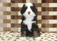 Leo, a male Miniature Bernedoodle for sale in Denver, PA – Photo 3 of 4