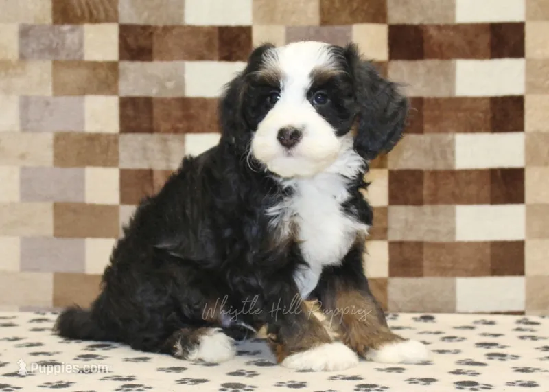 Leo – Miniature Bernedoodle puppy for sale in Denver, PA