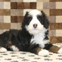 Leo, a male Miniature Bernedoodle for sale in Denver, PA – Photo 2 of 4