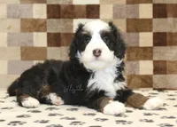 Leo, a male Miniature Bernedoodle for sale in Denver, PA – Photo 2 of 4