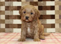 Diego, a male Cavapoo for sale in Denver, PA – 7 of 8