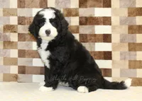 Cody, a male Miniature Bernedoodle for sale in Denver, PA – 4 of 8