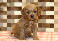 Dylan, a male Cavapoo for sale in Denver, PA – 8 of 8