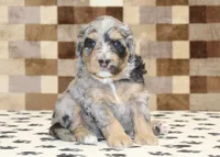 Ace, a male Miniature Bernedoodle for sale in Denver, PA – 3 of 3