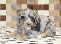 Ace, a male Miniature Bernedoodle for sale in Denver, PA – 2 of 3