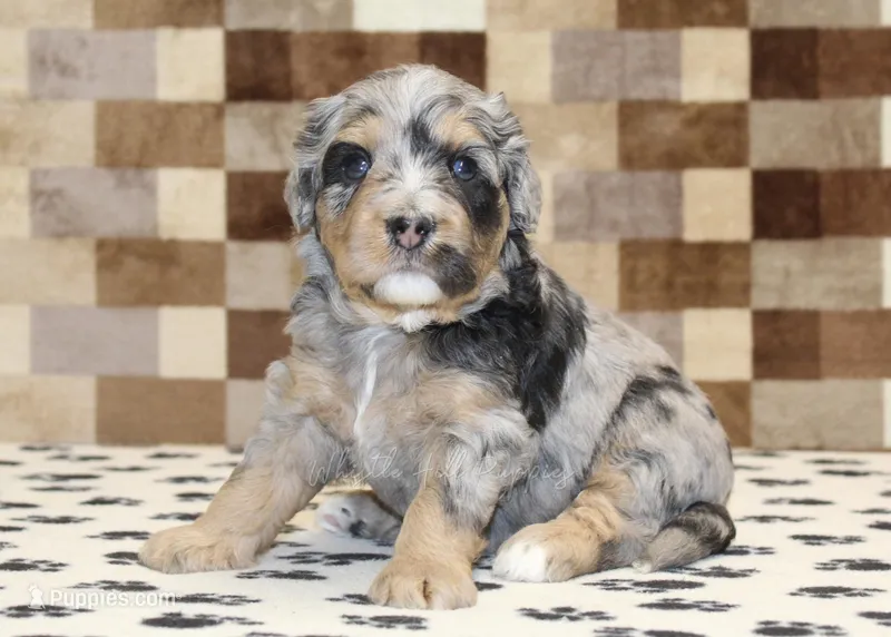 Ace – Miniature Bernedoodle puppy for sale in Denver, PA