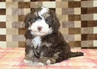 Bingo, a male Miniature Bernedoodle for sale in Denver, PA – 1 of 8