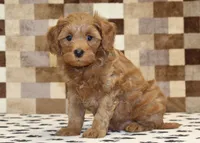 Oscar, a male Cavapoo for sale in Denver, PA – 4 of 4