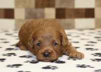 Oscar, a male Cavapoo for sale in Denver, PA – Photo 2 of 3