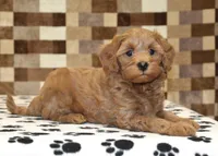 Oscar, a male Cavapoo for sale in Denver, PA – 2 of 4