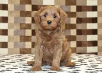 Oscar, a male Cavapoo for sale in Denver, PA – 3 of 4