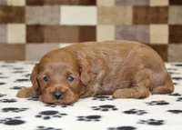 Oscar, a male Cavapoo for sale in Denver, PA – Photo 3 of 3