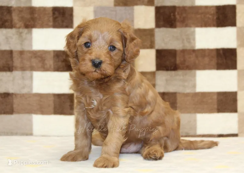 Oscar – Cavapoo puppy for sale in Denver, PA