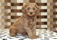 Oscar, a male Cavapoo for sale in Denver, PA – 1 of 4