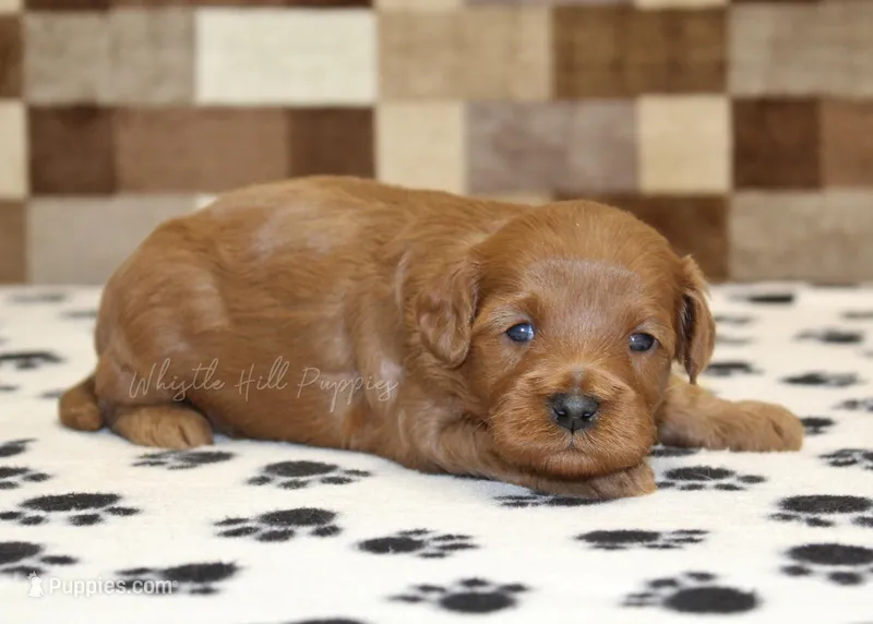 Oscar – Cavapoo puppy for sale in Denver, PA