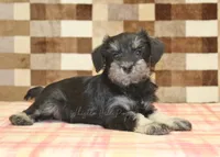 Emily, a female Miniature Schnauzer for sale in Denver, PA – 2 of 4
