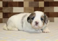 Chip, a male Miniature Bernedoodle for sale in Denver, PA – 3 of 3