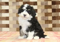 Bandit, a male Miniature Bernedoodle for sale in Denver, PA – 4 of 8