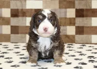 Bingo, a male Miniature Bernedoodle for sale in Denver, PA – 3 of 4