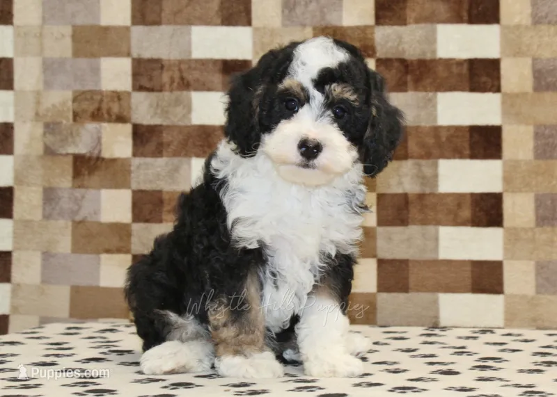 Bandit – Miniature Bernedoodle puppy for sale in Denver, PA
