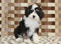 Bandit, a male Miniature Bernedoodle for sale in Denver, PA – 1 of 8