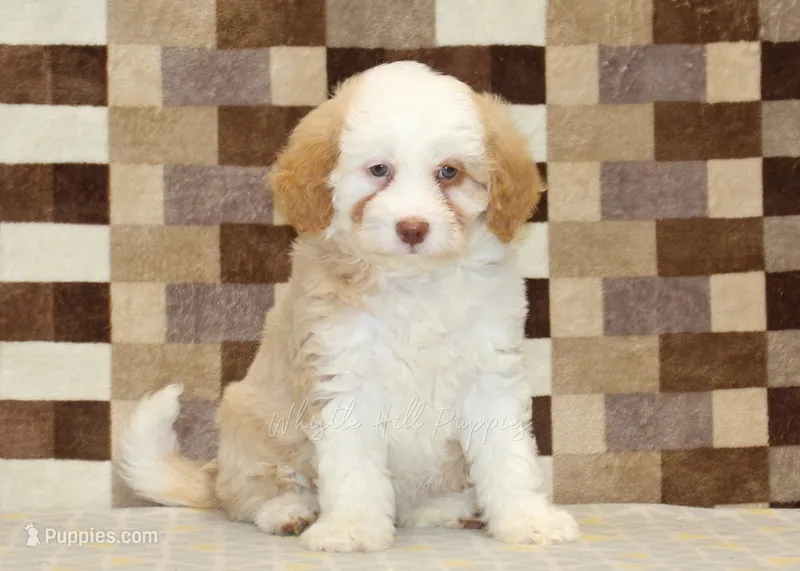 Hanna – Miniature Bernedoodle puppy for sale in Denver, PA