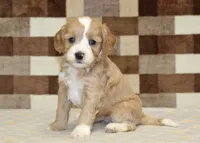 Jade, a female Cavapoo and Miniature Bernedoodle for sale in Denver, PA – 4 of 4