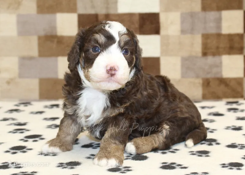 Bingo – Miniature Bernedoodle puppy for sale in Denver, PA