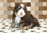 Bingo, a male Miniature Bernedoodle for sale in Denver, PA – 1 of 4