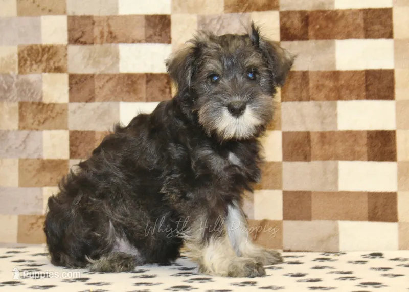 Eddy – Miniature Schnauzer puppy for sale in Denver, PA