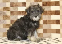 Eddy, a male Miniature Schnauzer for sale in Denver, PA – 1 of 8