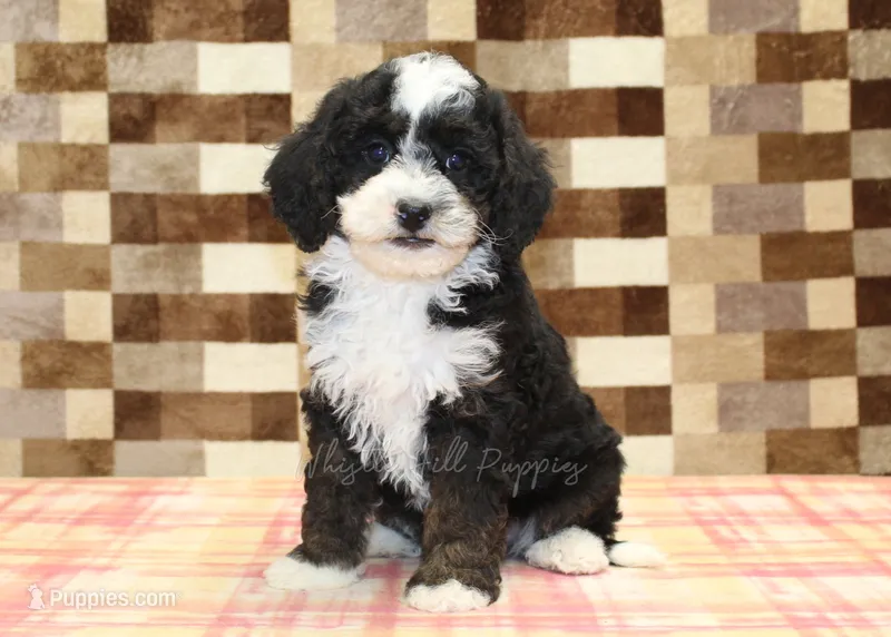 Jacob – Cavapoo, Miniature Bernedoodle puppy for sale in Denver, PA