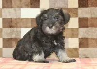 Elsa, a female Miniature Schnauzer for sale in Denver, PA – 1 of 4
