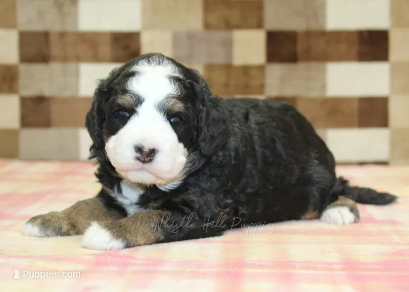 Royal – Miniature Bernedoodle puppy for sale in Denver, PA
