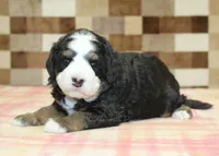 Royal, a male Miniature Bernedoodle for sale in Denver, PA – Photo 1 of 3