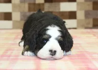 Royal, a male Miniature Bernedoodle for sale in Denver, PA – Photo 2 of 3