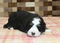 Royal, a male Miniature Bernedoodle for sale in Denver, PA – Photo 3 of 3