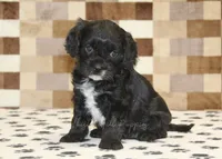Violet, a female Cavapoo for sale in Denver, PA – 4 of 4