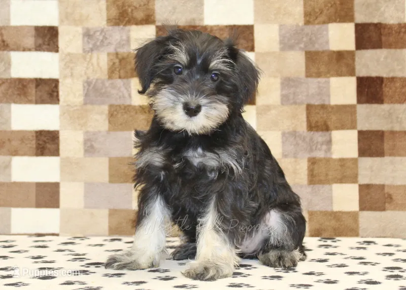 Emily – Miniature Schnauzer puppy for sale in Denver, PA