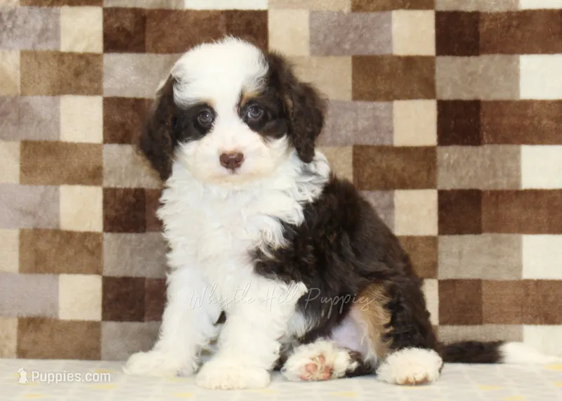 Hershey – Miniature Bernedoodle puppy for sale in Denver, PA
