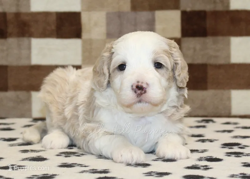 Buddy – Miniature Bernedoodle puppy for sale in Denver, PA