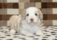 Buddy, a male Miniature Bernedoodle for sale in Denver, PA – 1 of 3