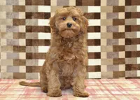Oscar, a male Cavapoo for sale in Denver, PA – 3 of 6