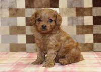 Dora, a female Cavapoo for sale in Denver, PA – 8 of 8