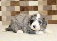 Cassie, a female Miniature Bernedoodle for sale in Denver, PA – 3 of 3