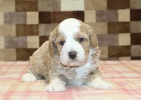 Rocky, a male Miniature Bernedoodle for sale in Denver, PA – Photo 2 of 3