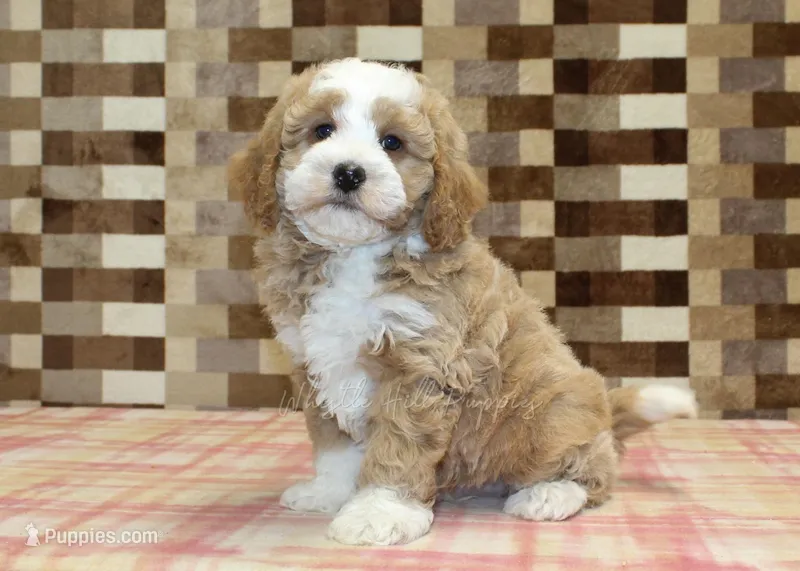 Rocky – Miniature Bernedoodle puppy for sale in Denver, PA