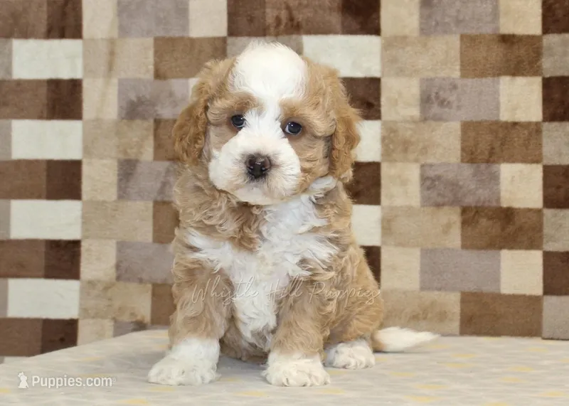 Rocky – Miniature Bernedoodle puppy for sale in Denver, PA